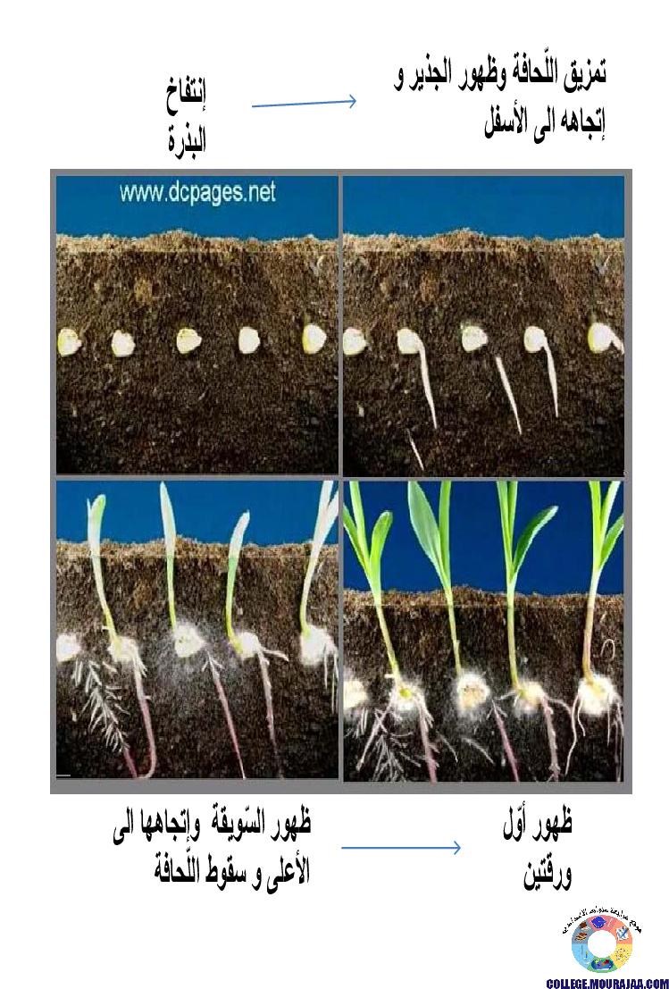 الانتاش_و_النمو_عند_النبات_الاخضر