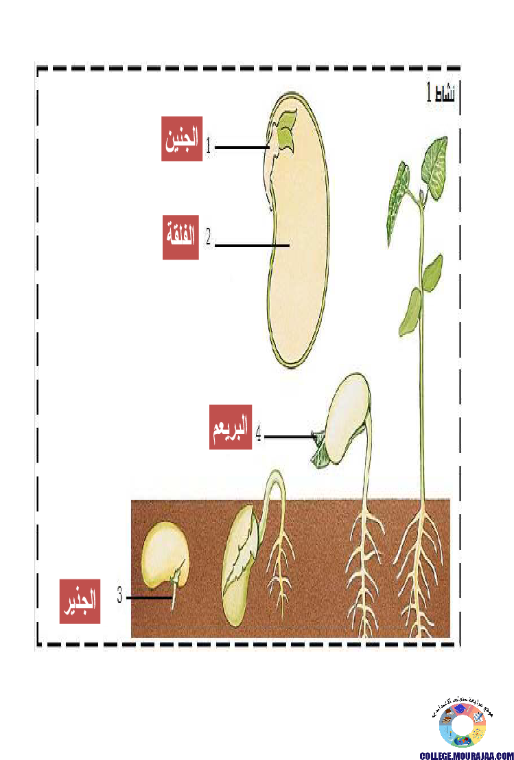 الانتاش_و_النمو_عند_النبات_الاخضر