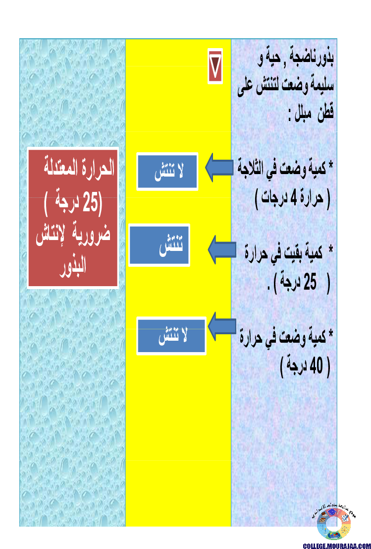 الانتاش_و_النمو_عند_النبات_الاخضر