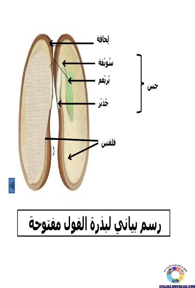الانتاش_و_النمو_عند_النبات_الاخضر