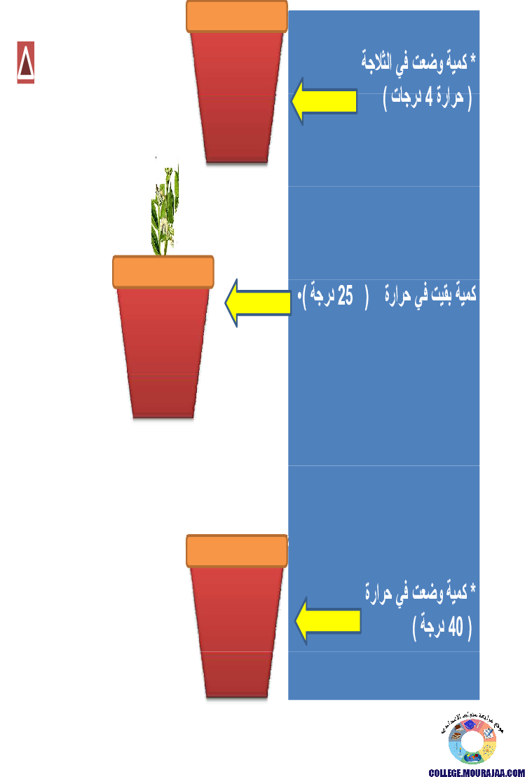 الانتاش_و_النمو_عند_النبات_الاخضر