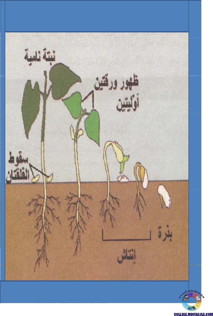 الانتاش_و_النمو_عند_النبات_الاخضر