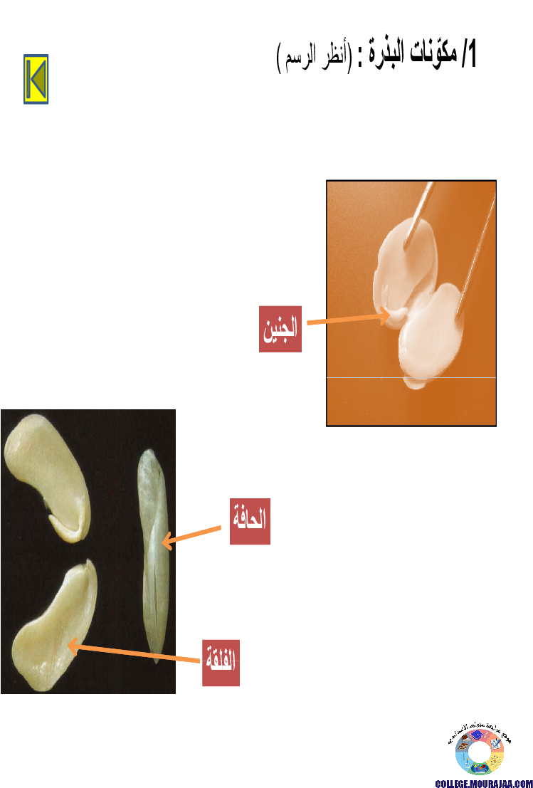 الانتاش_و_النمو_عند_النبات_الاخضر