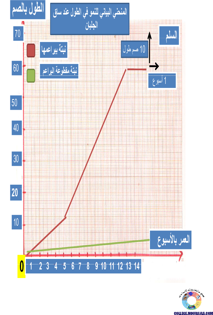 الانتاش_و_النمو_عند_النبات_الاخضر