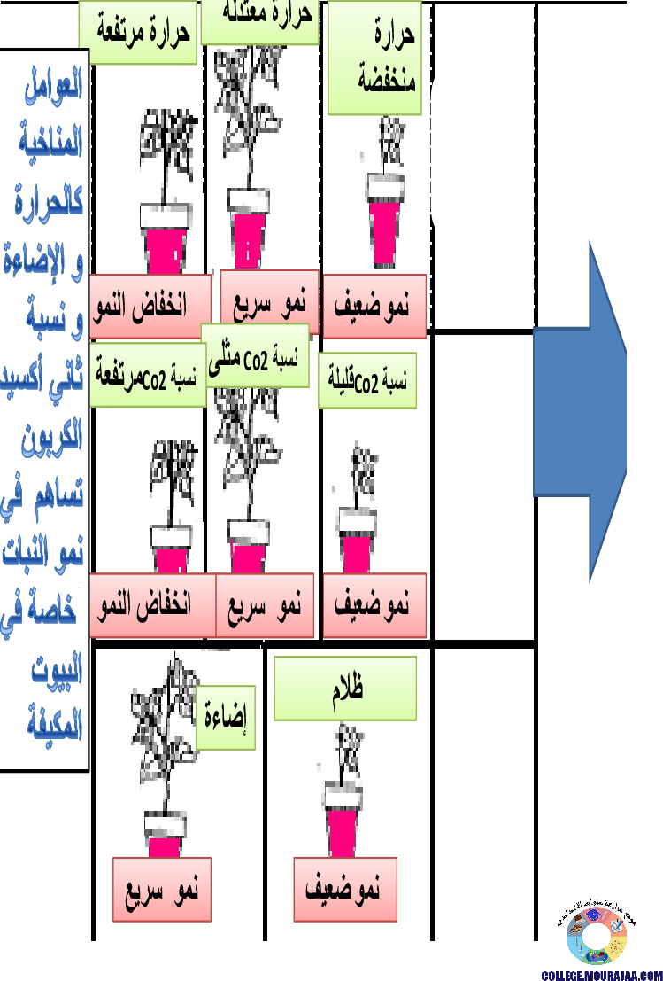 الانتاش_و_النمو_عند_النبات_الاخضر