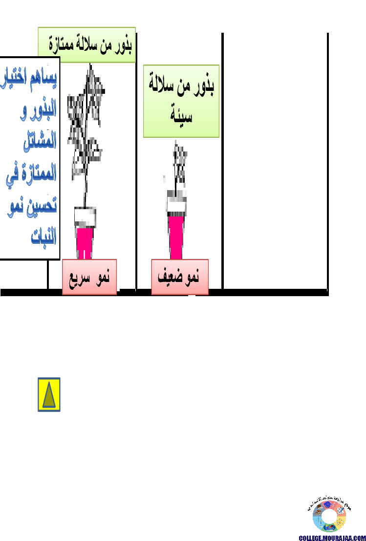 الانتاش_و_النمو_عند_النبات_الاخضر