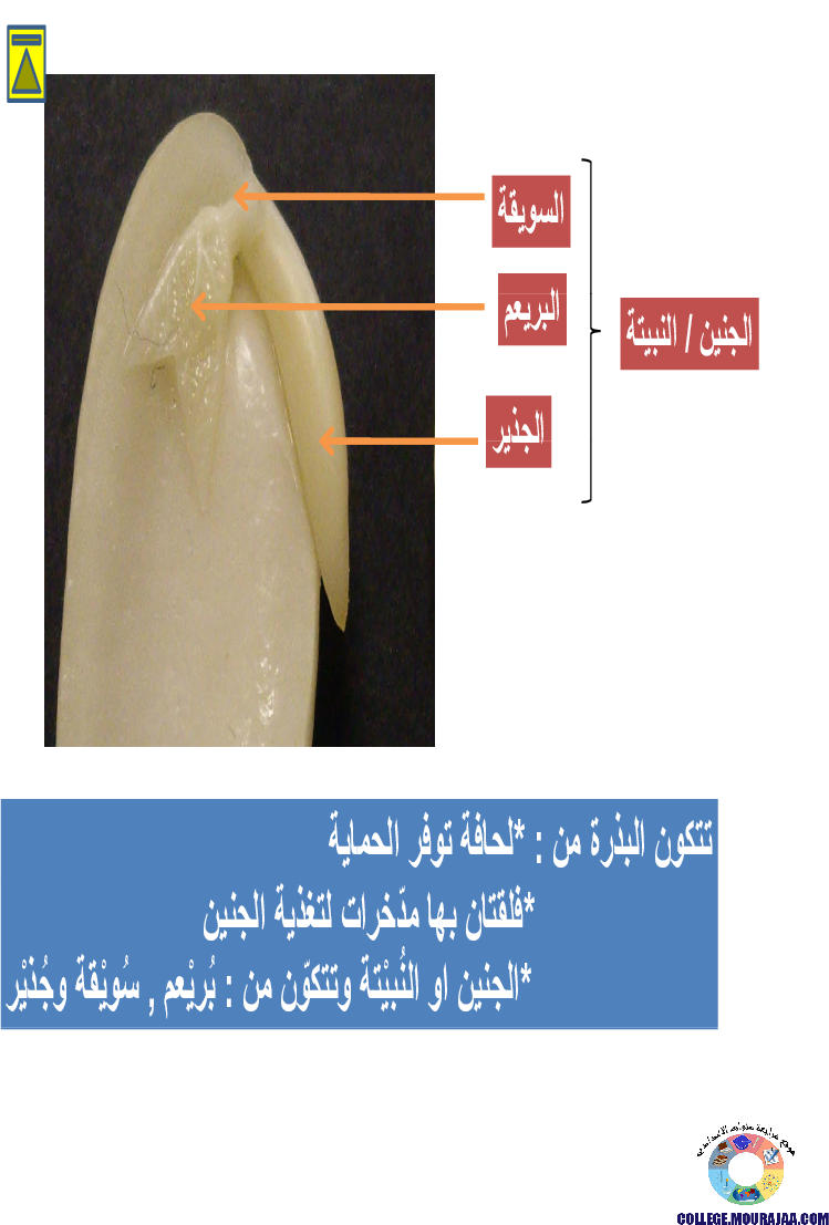 الانتاش_و_النمو_عند_النبات_الاخضر