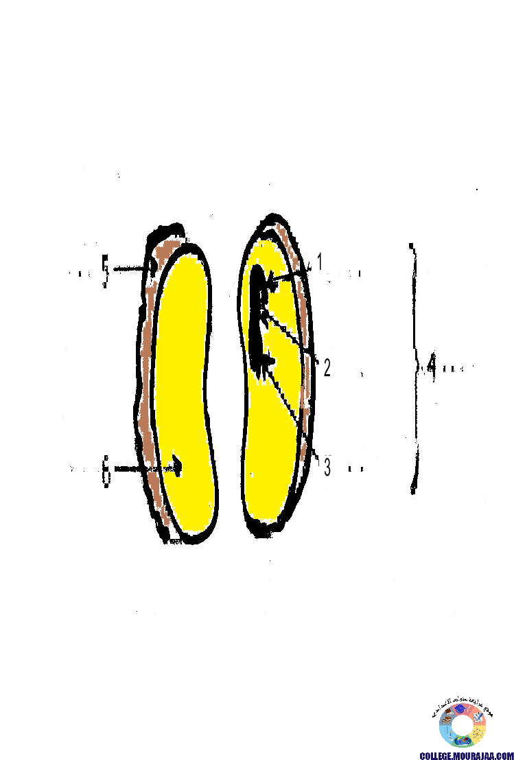الانتاش_و_النمو_عند_النبات_الاخضر