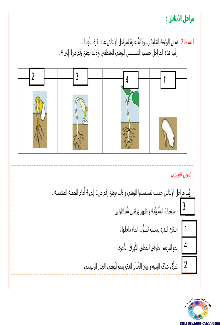 الانتاش_و_النمو_عند_النبات_الاخضر