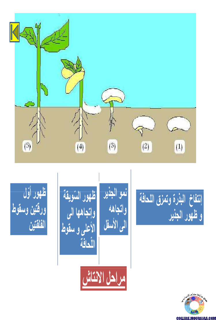 الانتاش_و_النمو_عند_النبات_الاخضر