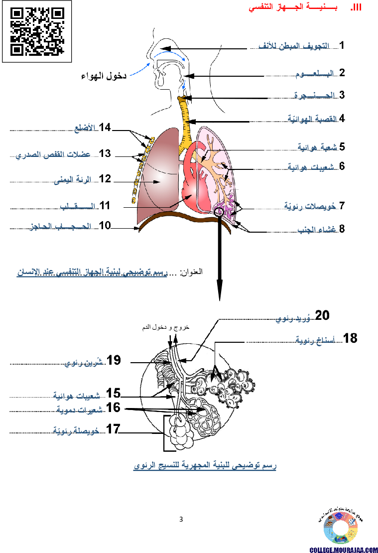 تمارين التنفس عند الانسان مع الاصلاح