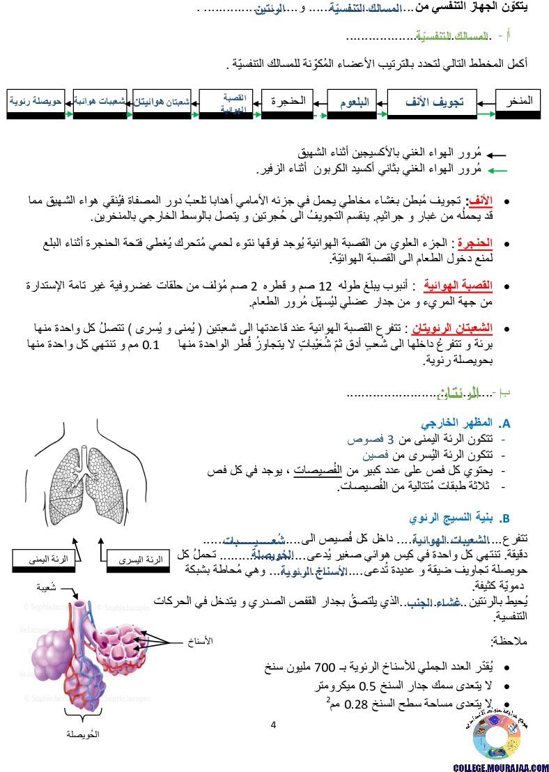 تمارين التنفس عند الانسان مع الاصلاح
