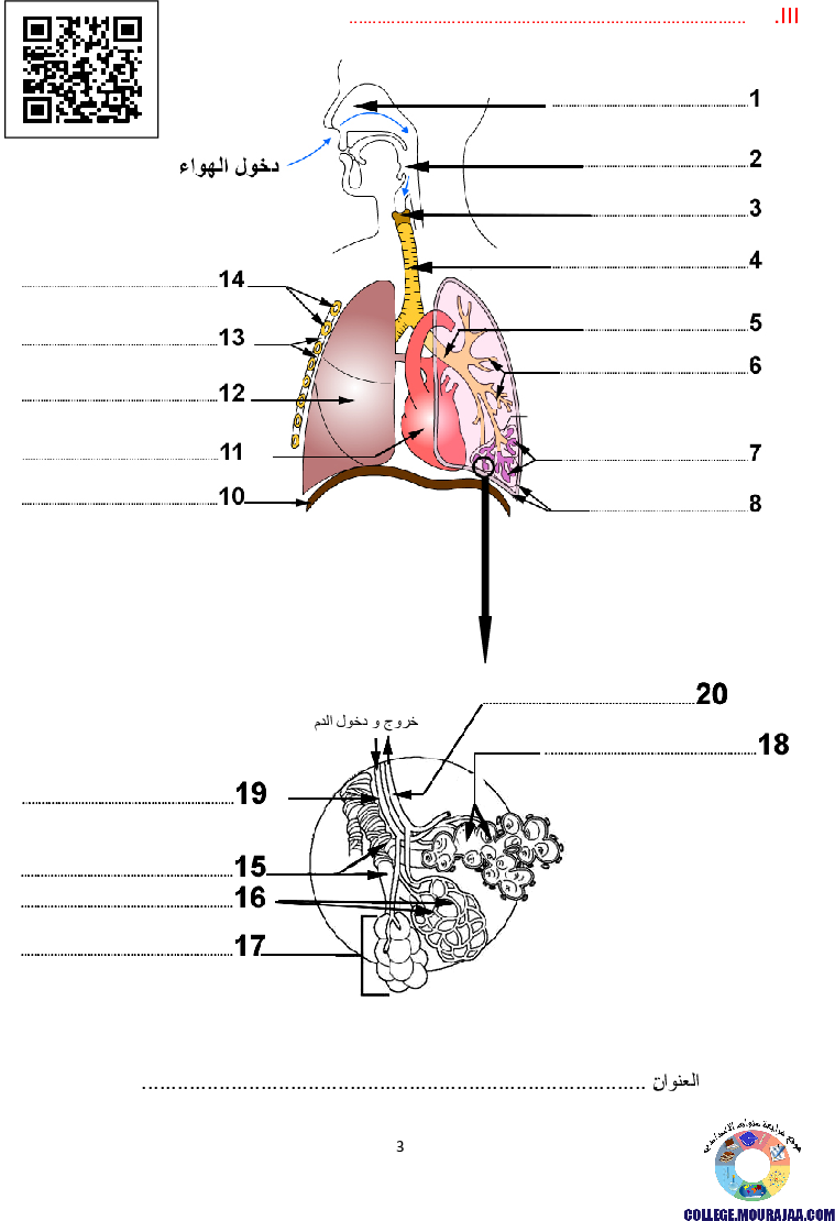 تمارين التنفس عند الانسان مع الاصلاح