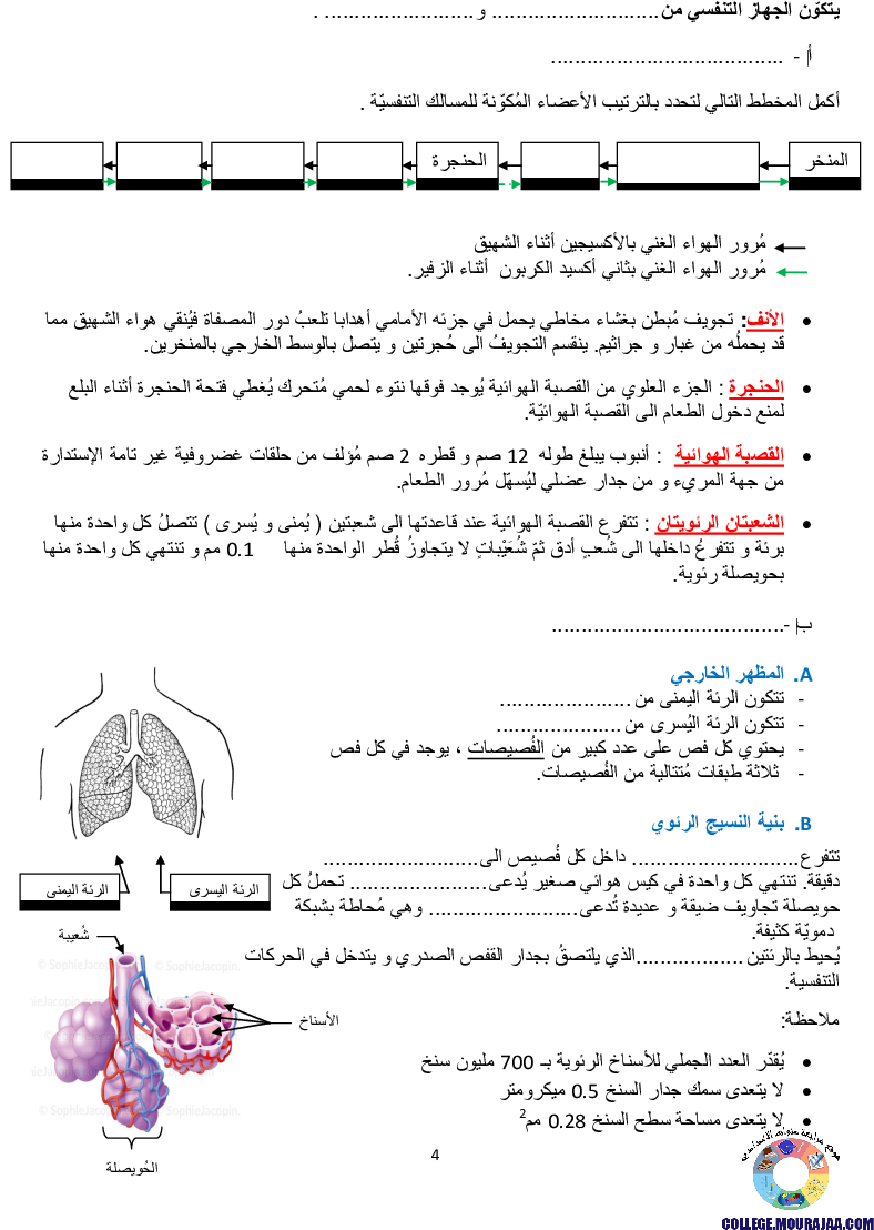 تمارين التنفس عند الانسان مع الاصلاح