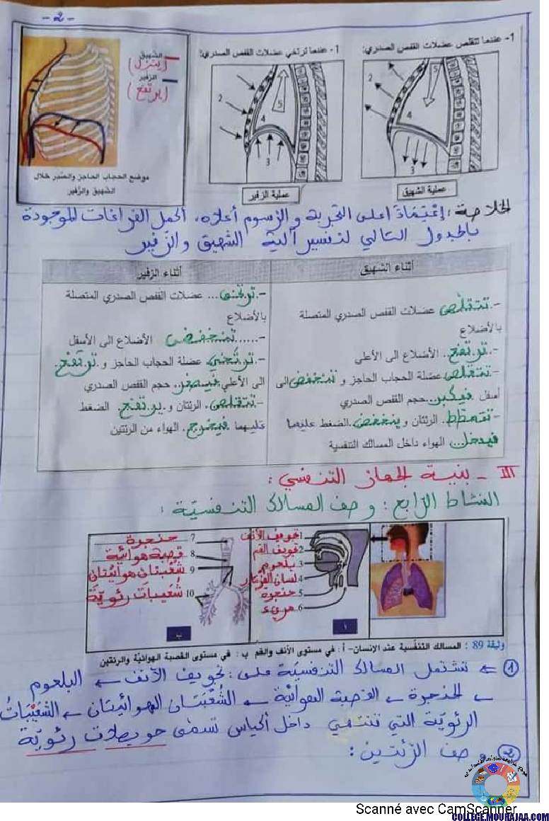 درس وظيفة التّنفّس إعداد الأستاذة نزيهة بوقرّة بن عمّار