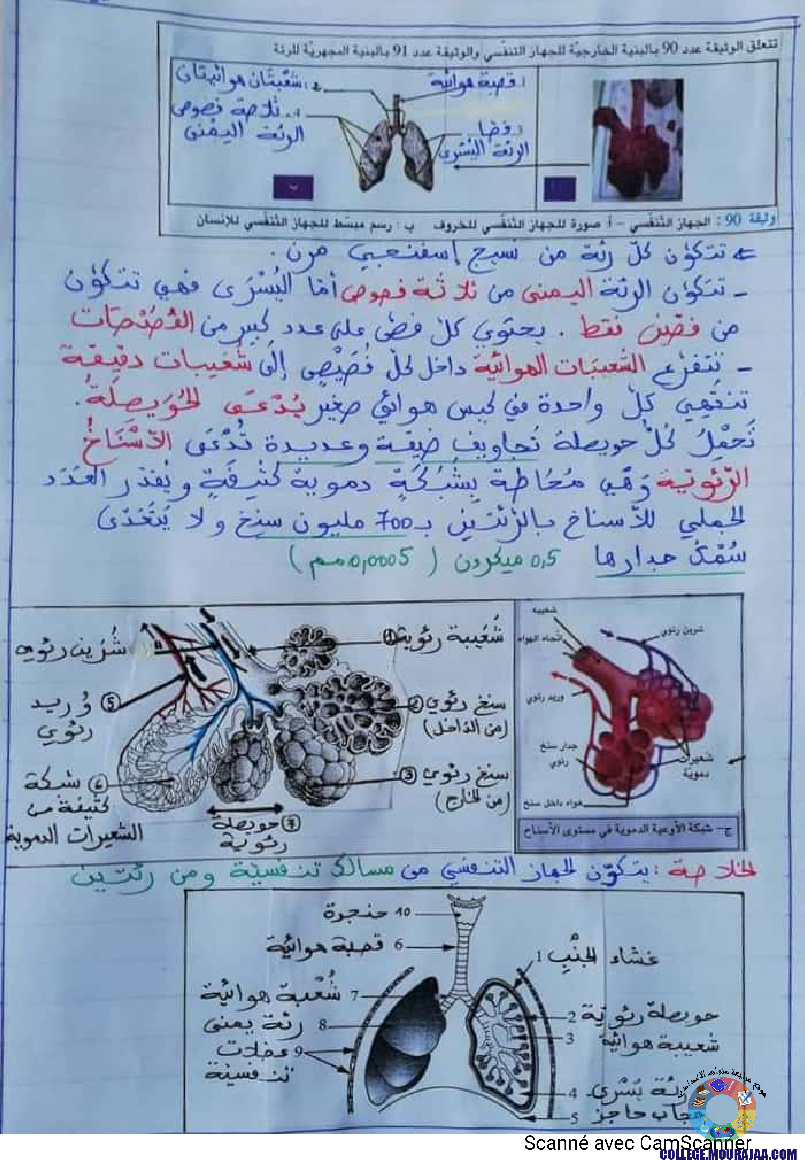 درس وظيفة التّنفّس إعداد الأستاذة نزيهة بوقرّة بن عمّار