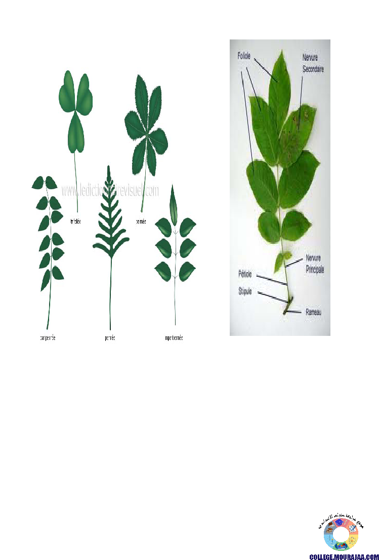 النباتات_الزهرية_تنوعها_و_تصنيفها