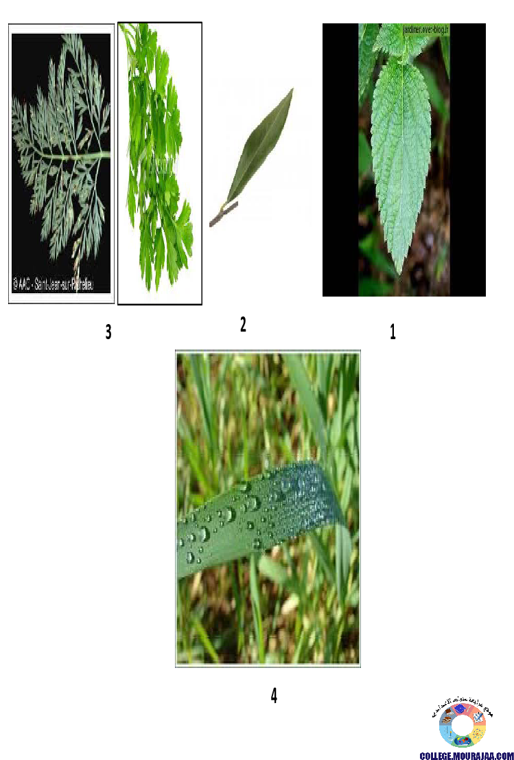 النباتات_الزهرية_تنوعها_و_تصنيفها