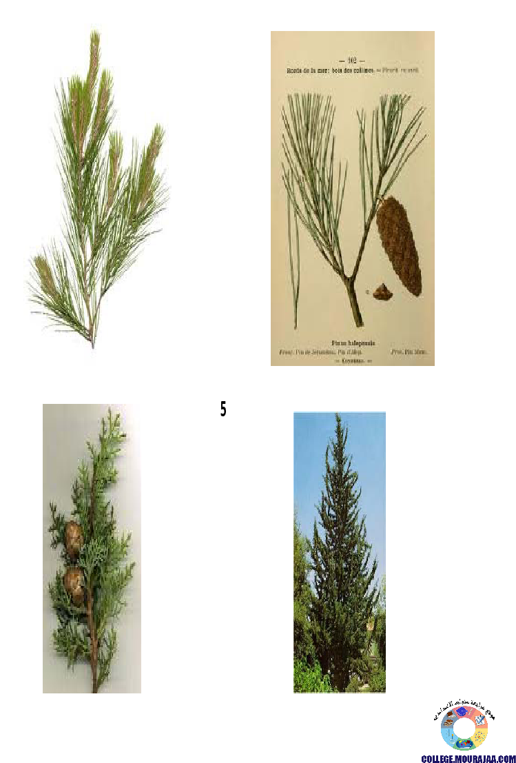 النباتات_الزهرية_تنوعها_و_تصنيفها