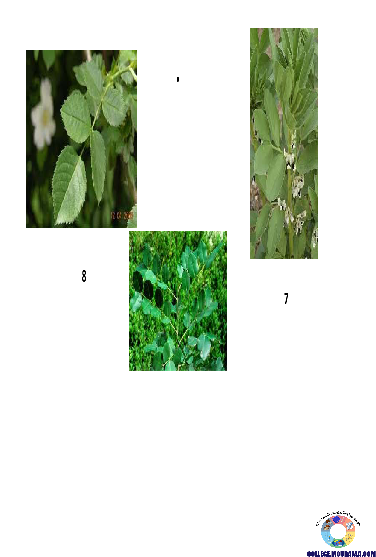 النباتات_الزهرية_تنوعها_و_تصنيفها