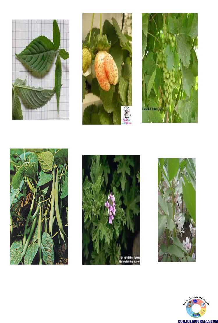 النباتات_الزهرية_تنوعها_و_تصنيفها