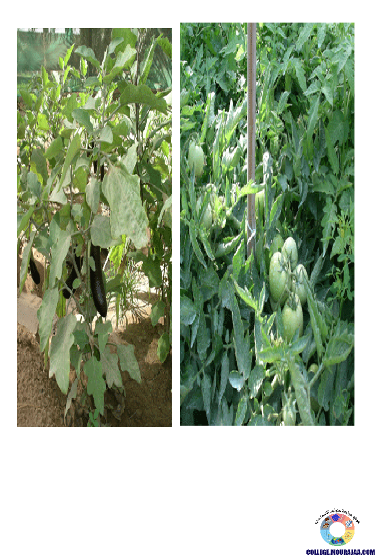 النباتات_الزهرية_تنوعها_و_تصنيفها