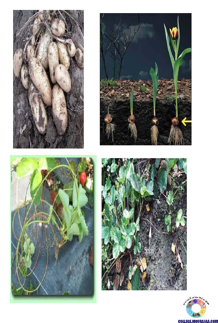 النباتات_الزهرية_تنوعها_و_تصنيفها