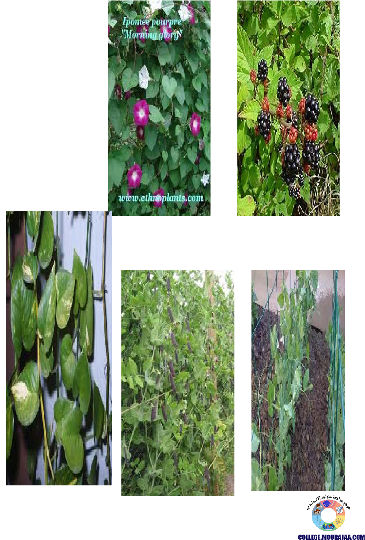 النباتات_الزهرية_تنوعها_و_تصنيفها