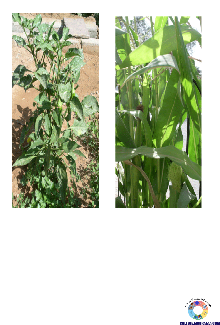 النباتات_الزهرية_تنوعها_و_تصنيفها