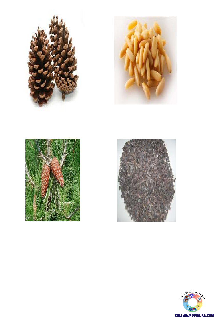 النباتات_الزهرية_تنوعها_و_تصنيفها