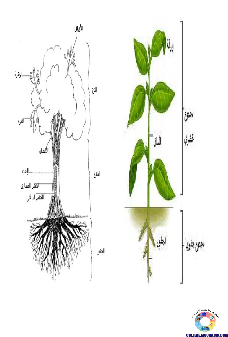 النباتات_الزهرية_تنوعها_و_تصنيفها