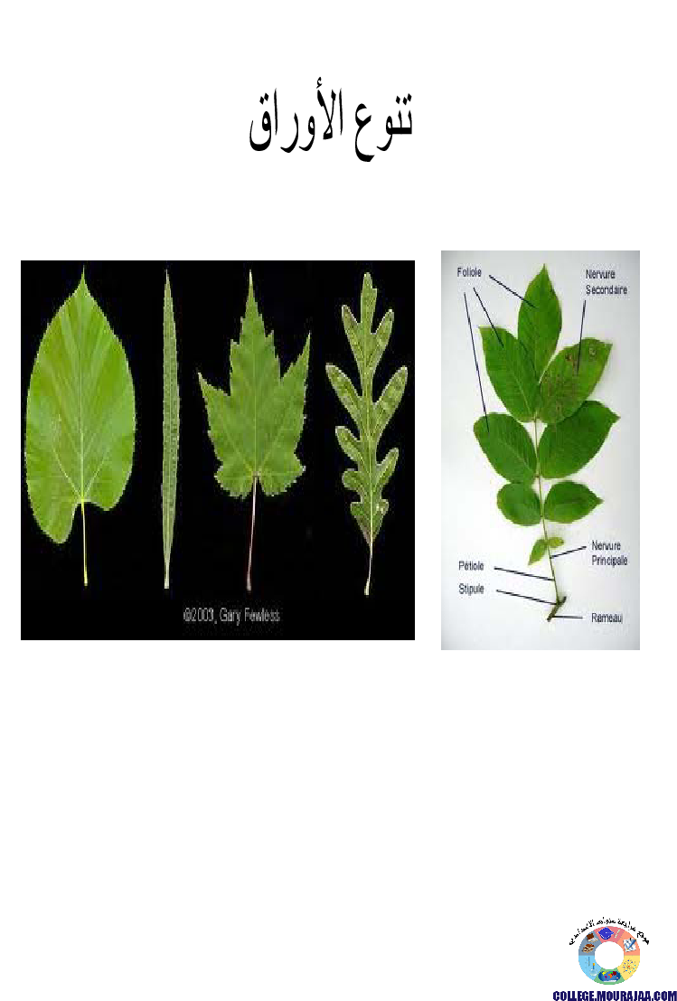 النباتات_الزهرية_تنوعها_و_تصنيفها