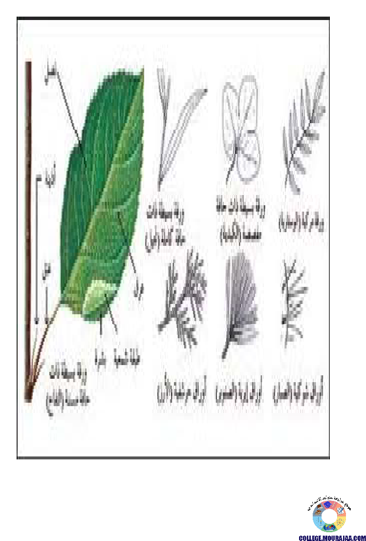 النباتات_الزهرية_تنوعها_و_تصنيفها