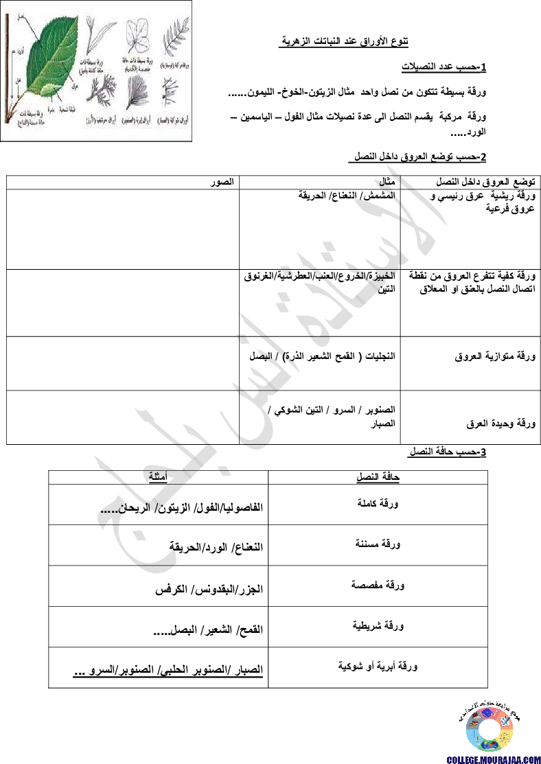 تنوع الأوراق عند النباتات الزهرية