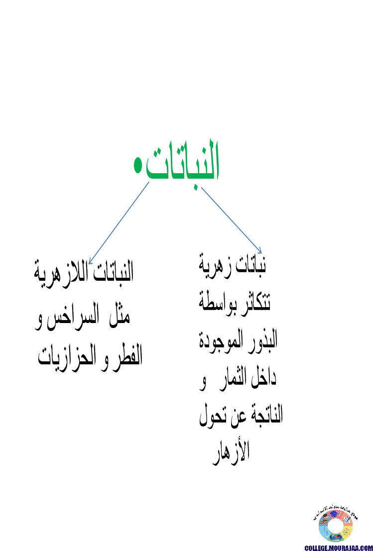 النباتات_الزهرية_تنوعها_و_تصنيفها