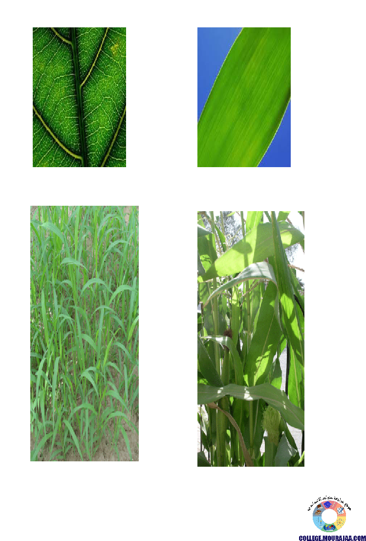 النباتات_الزهرية_تنوعها_و_تصنيفها