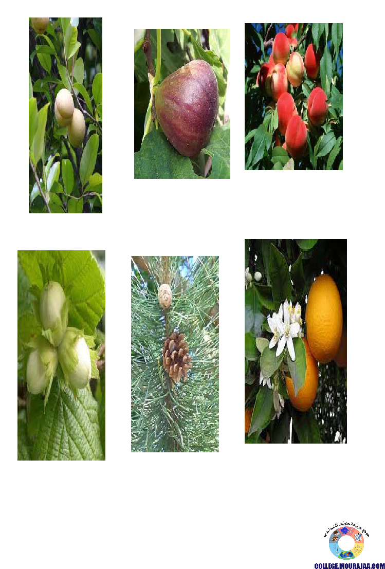 النباتات_الزهرية_تنوعها_و_تصنيفها