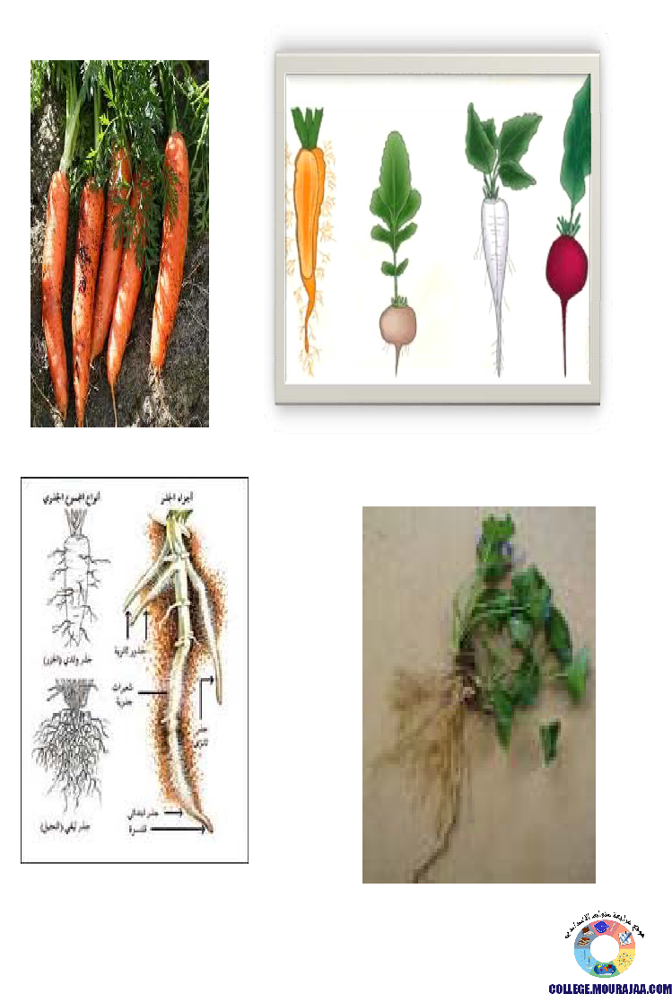 النباتات_الزهرية_تنوعها_و_تصنيفها