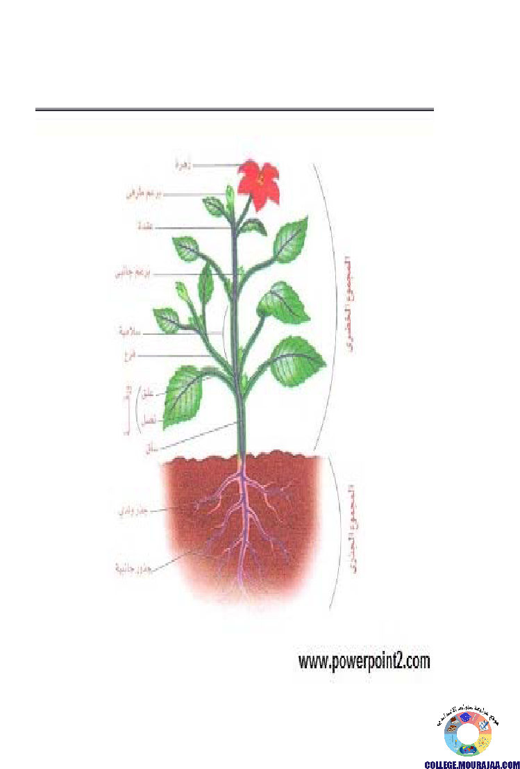 النباتات_الزهرية_تنوعها_و_تصنيفها