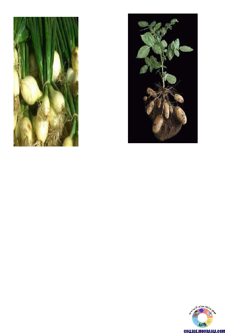 النباتات_الزهرية_تنوعها_و_تصنيفها