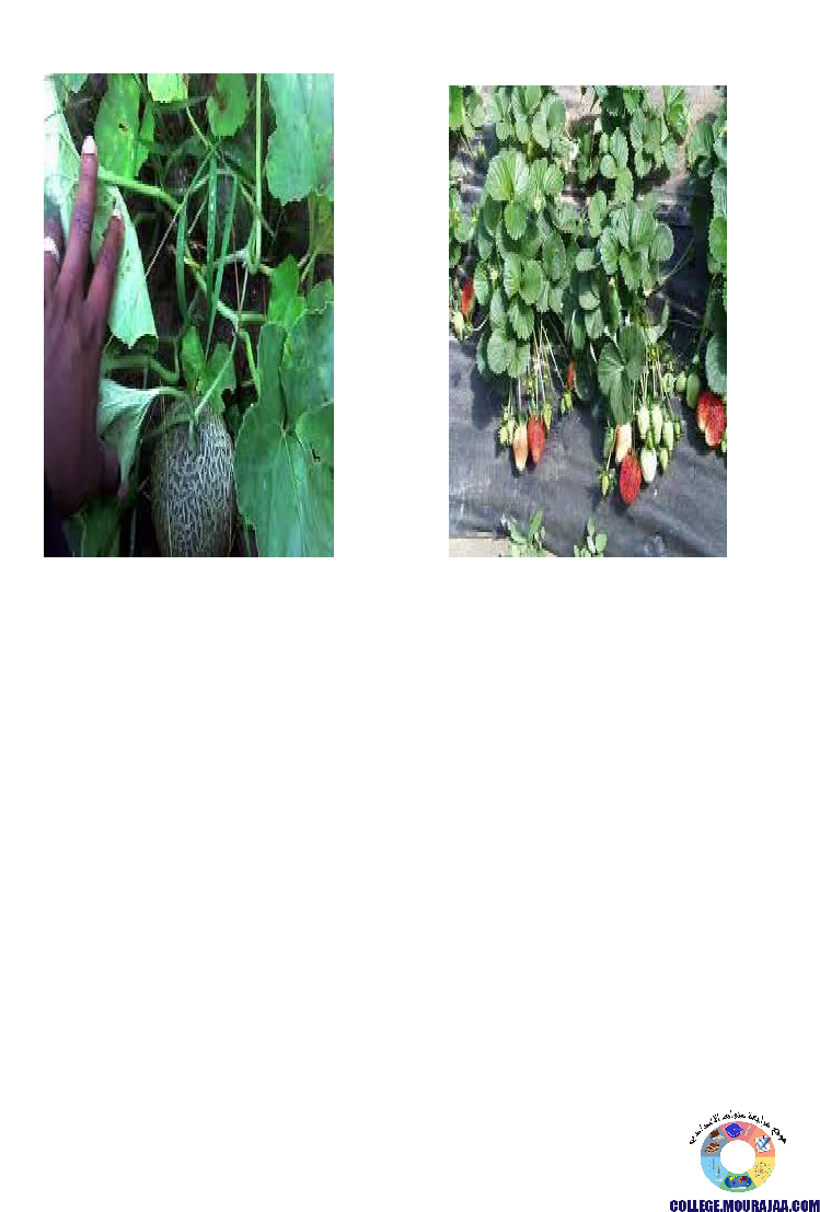 النباتات_الزهرية_تنوعها_و_تصنيفها