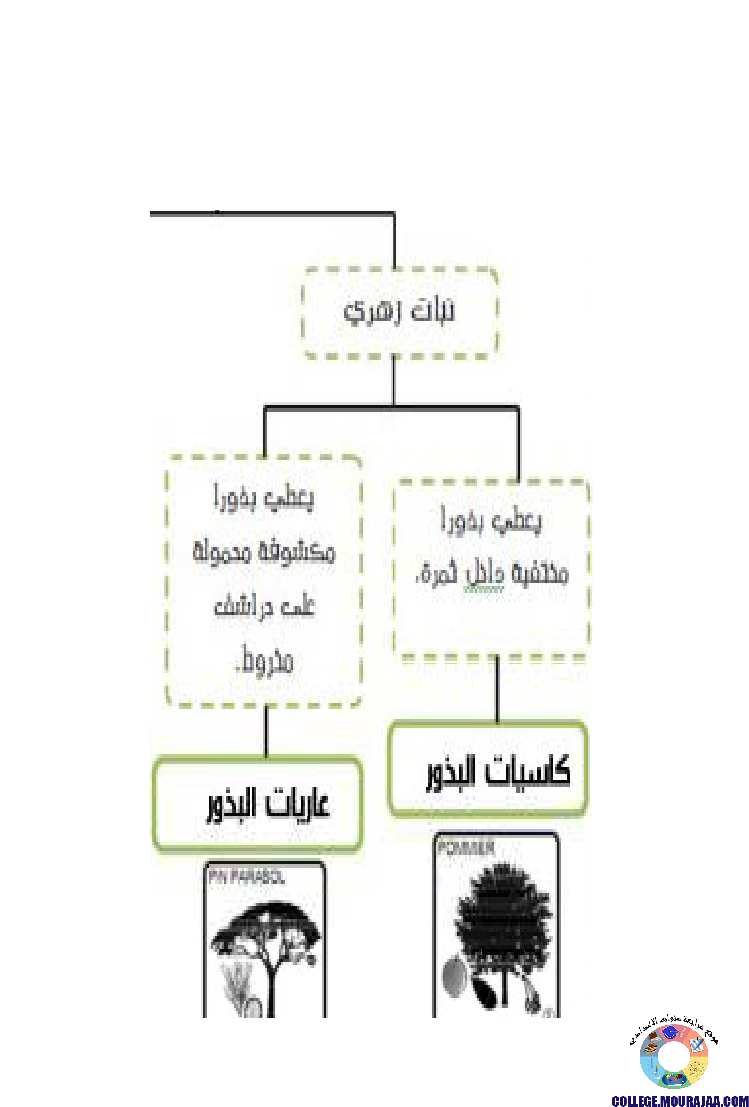النباتات_الزهرية_تنوعها_و_تصنيفها