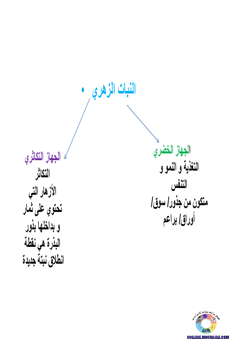 النباتات_الزهرية_تنوعها_و_تصنيفها