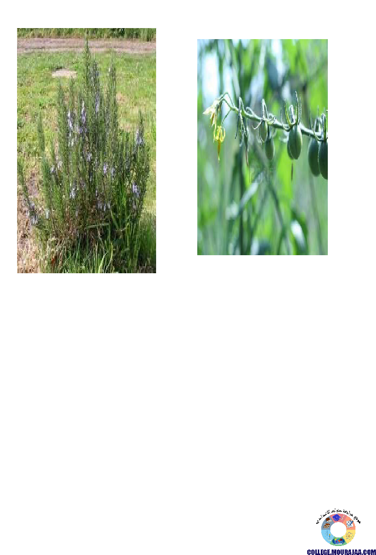 النباتات_الزهرية_تنوعها_و_تصنيفها