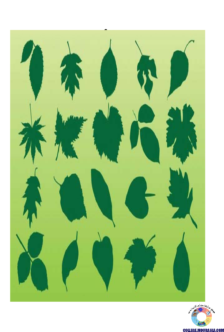 النباتات_الزهرية_تنوعها_و_تصنيفها