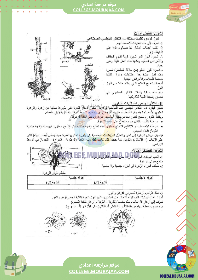 التكاثر الخضري عند النبات الزهري