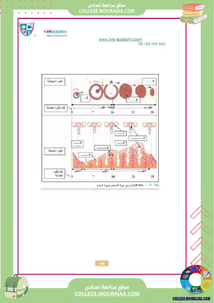 درس الدورة الجنسية عند المرأة تاسعة علوم