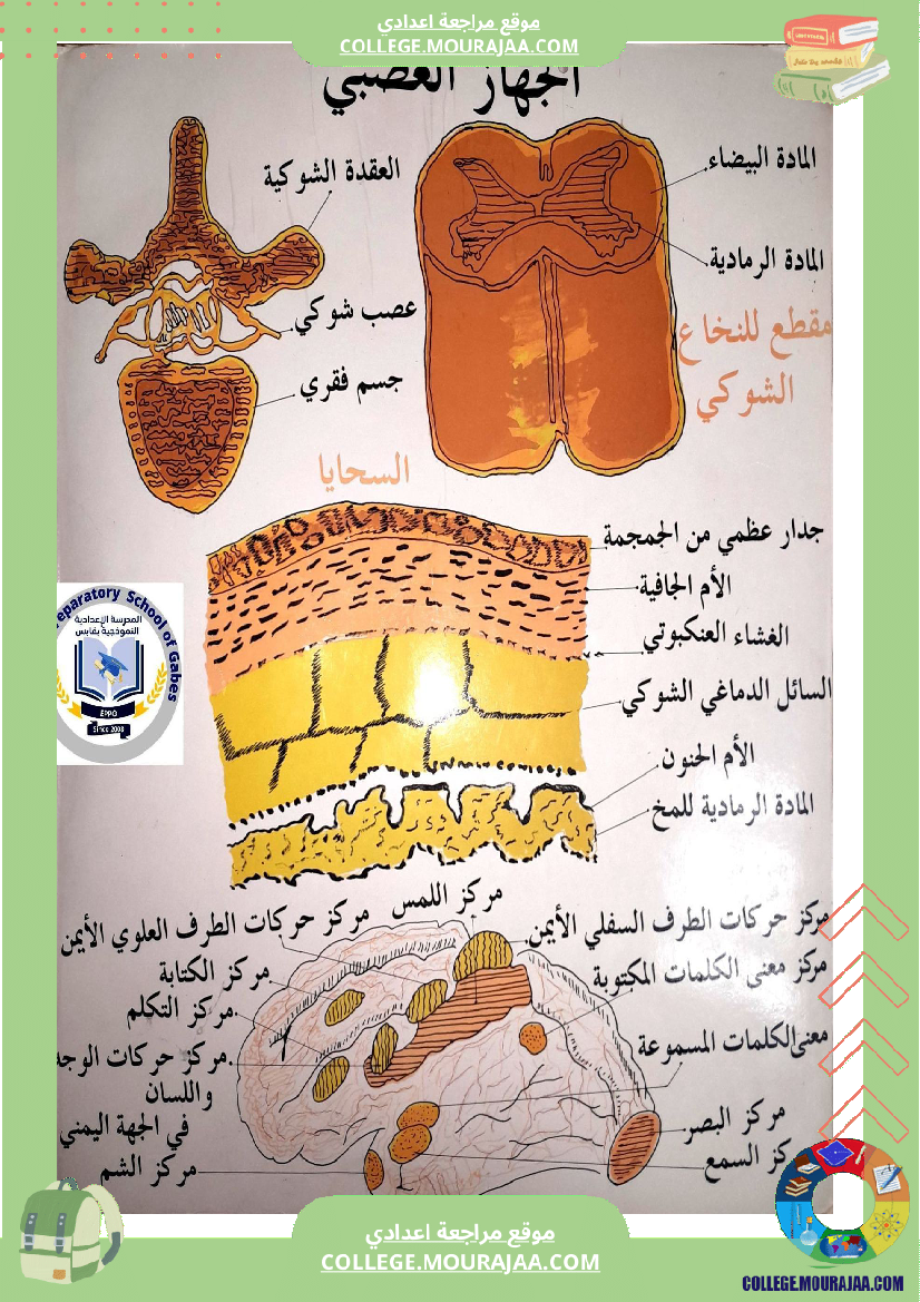وثائق_علوم_الحياة_والأرض_للسنوات_التاسعة_أساسي_تتعلق_بالجهاز_العصبي