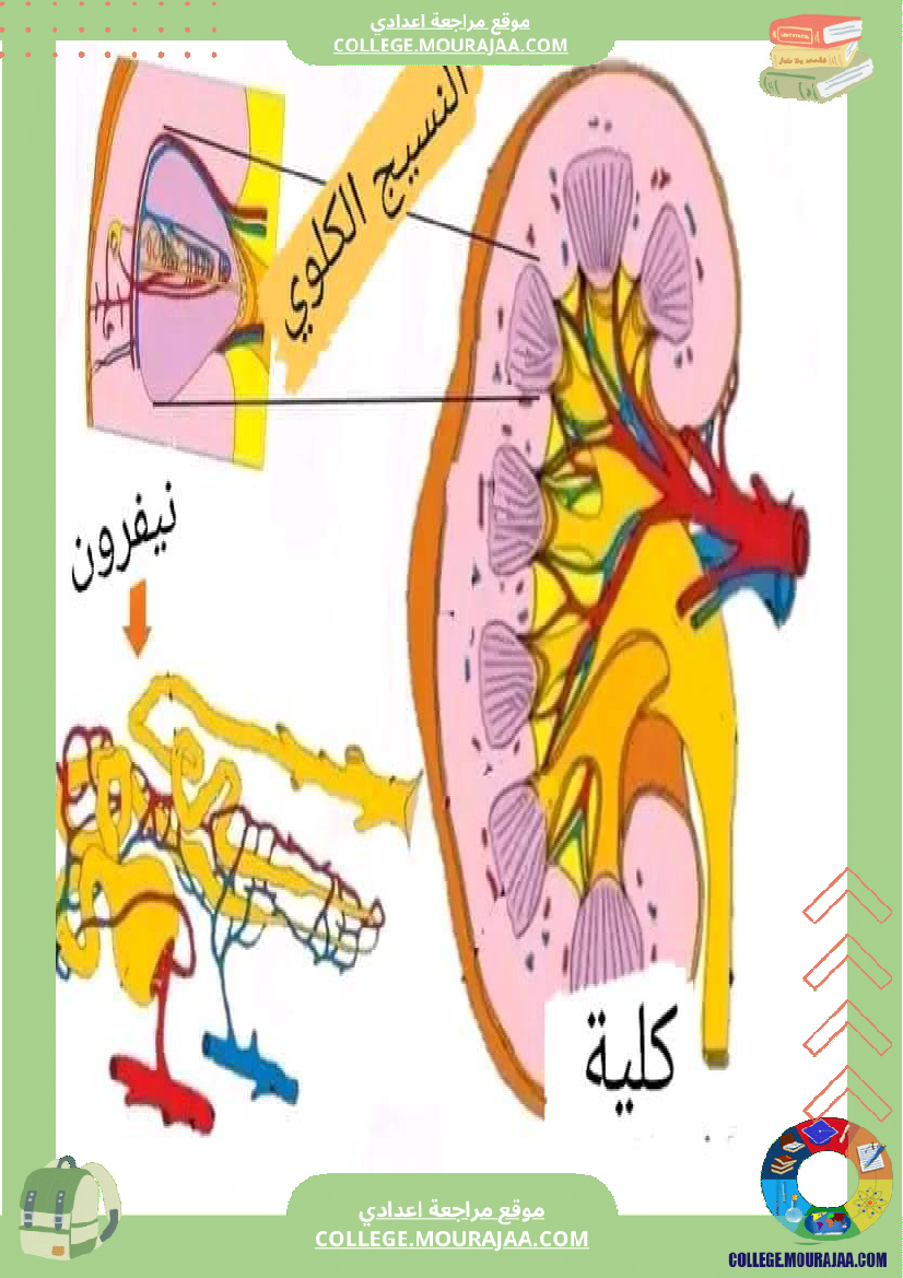 وظيفة_الاخراج__التاسعة_أساسي_علوم_الحياة_و_الارض